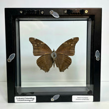 Load image into Gallery viewer, Tailed Cecropian Butterfly Shadow Box Frame