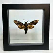 Load image into Gallery viewer, African Death's-head Moth Shadow Box Frame