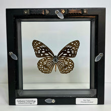 Load image into Gallery viewer, Blue Tiger Butterfly Shadow Box Frame