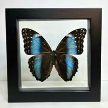 Load image into Gallery viewer, Blue-Banded Morpho Butterfly Shadow Box Frame