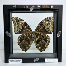 Load image into Gallery viewer, Blue-Banded Morpho Butterfly Shadow Box Frame