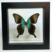 Load image into Gallery viewer, Indonesian Swallowtail Butterfly Shadow Box Frame