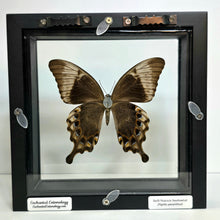 Load image into Gallery viewer, Indonesian Swallowtail Butterfly Shadow Box Frame