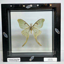 Load image into Gallery viewer, Luna Moth (Male) Shadow Box Frame