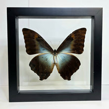 Load image into Gallery viewer, Cisseis Morpho Butterfly Shadow Box Frame