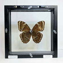 Load image into Gallery viewer, Blue-Banded Morpho Butterfly Shadow Box Frame