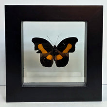 Load image into Gallery viewer, Orange-Banded Shoemaker Butterfly Shadow Box Frame