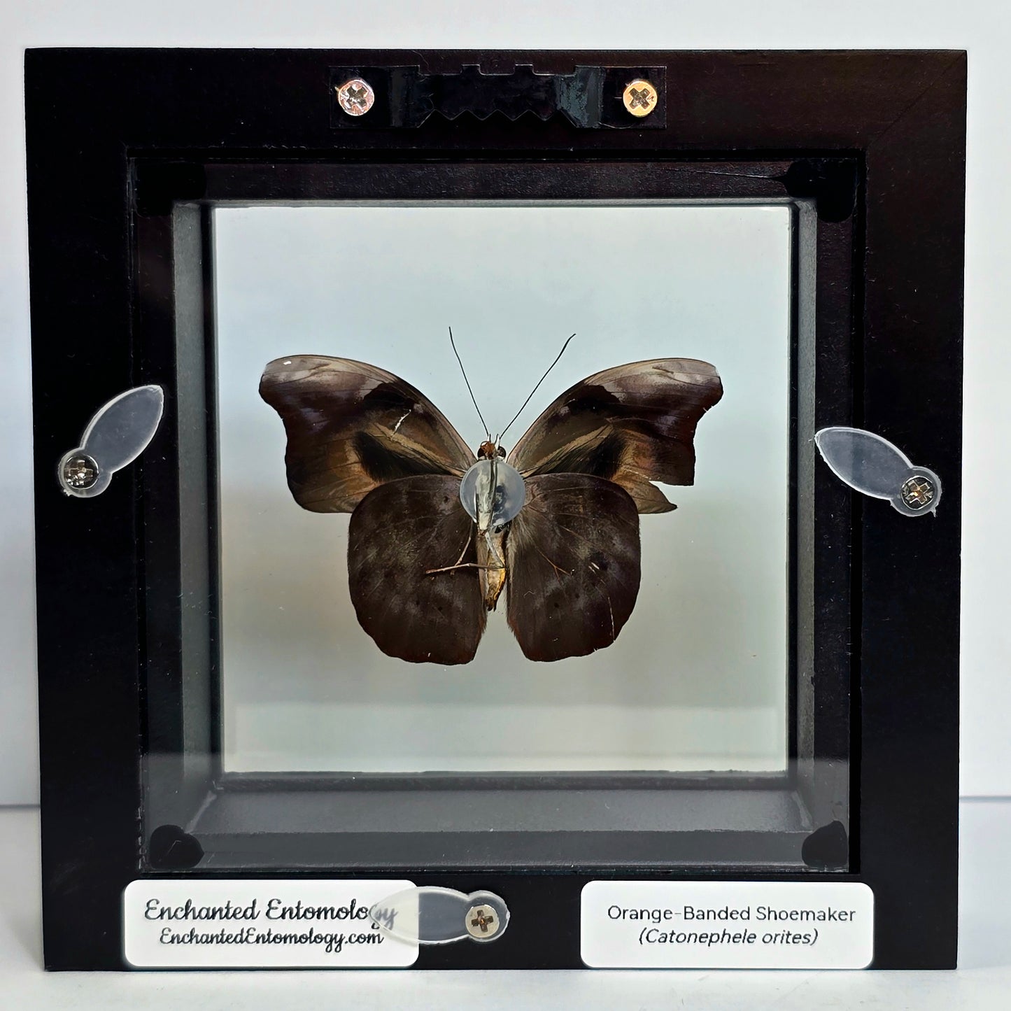 Orange-Banded Shoemaker Butterfly Shadow Box Frame