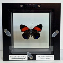 Load image into Gallery viewer, Eight-spotted Numberwing Butterfly Shadow Box Frame