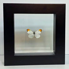 Load image into Gallery viewer, Falcate Orangetip Butterfly Shadow Box Frame