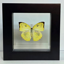 Load image into Gallery viewer, Common Emigrant Butterfly Shadow Box Frame