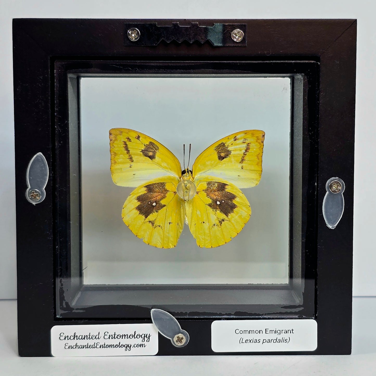 Common Emigrant Butterfly Shadow Box Frame