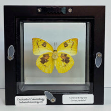 Load image into Gallery viewer, Common Emigrant Butterfly Shadow Box Frame