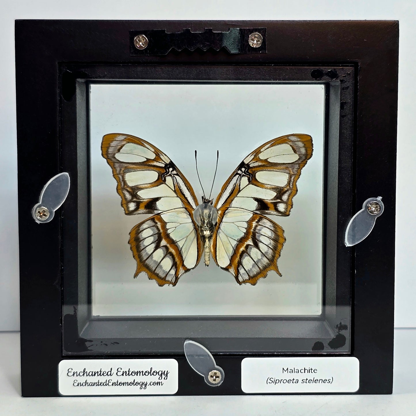 Malachite Butterfly Shadow Box Frame