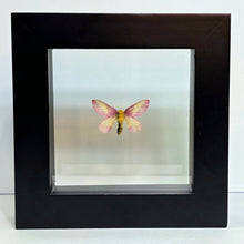Load image into Gallery viewer, Rosy Maple Moth Shadow Box Frame