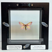 Load image into Gallery viewer, Rosy Maple Moth Shadow Box Frame