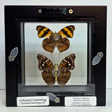 Load image into Gallery viewer, Hubner’s Banner Butterfly & Agathina Emperor Butterfly Pair Shadow Box Frame