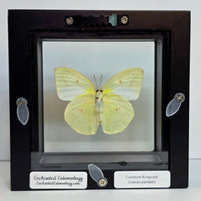Load image into Gallery viewer, Common Emigrant Butterfly Shadow Box Frame