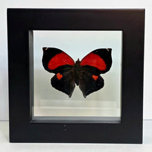 Load image into Gallery viewer, Scarlet Leafwing Butterfly Shadow Box Frame