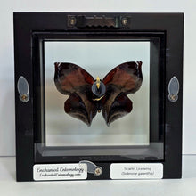 Load image into Gallery viewer, Scarlet Leafwing Butterfly Shadow Box Frame