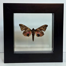 Load image into Gallery viewer, One-eyed Sphinx Moth Shadow Box Frame