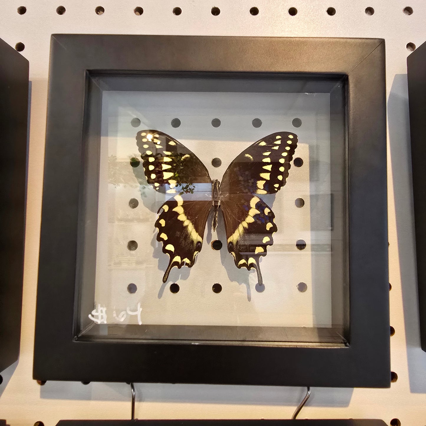 Laurel Swallowtail Butterfly Shadow Box Frame