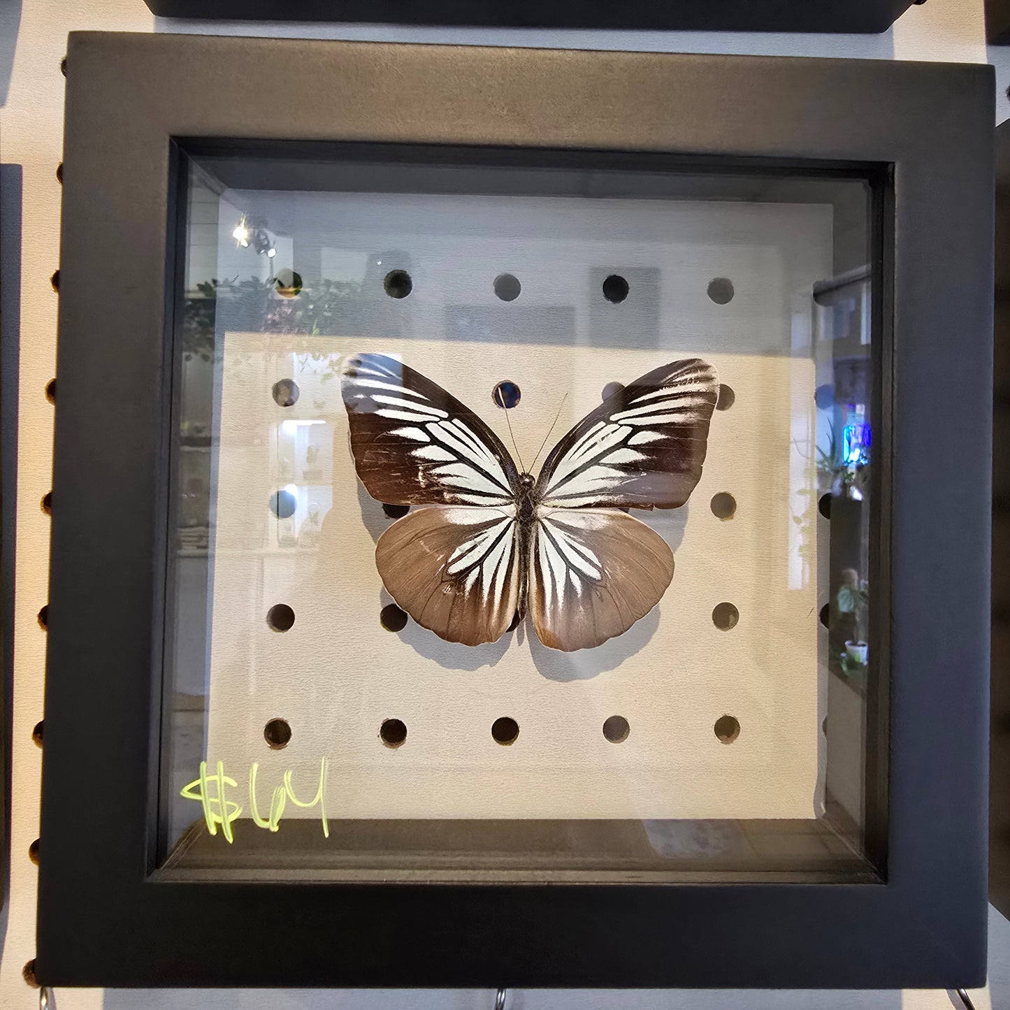 Blue Wanderer Butterfly Shadow Box Frame