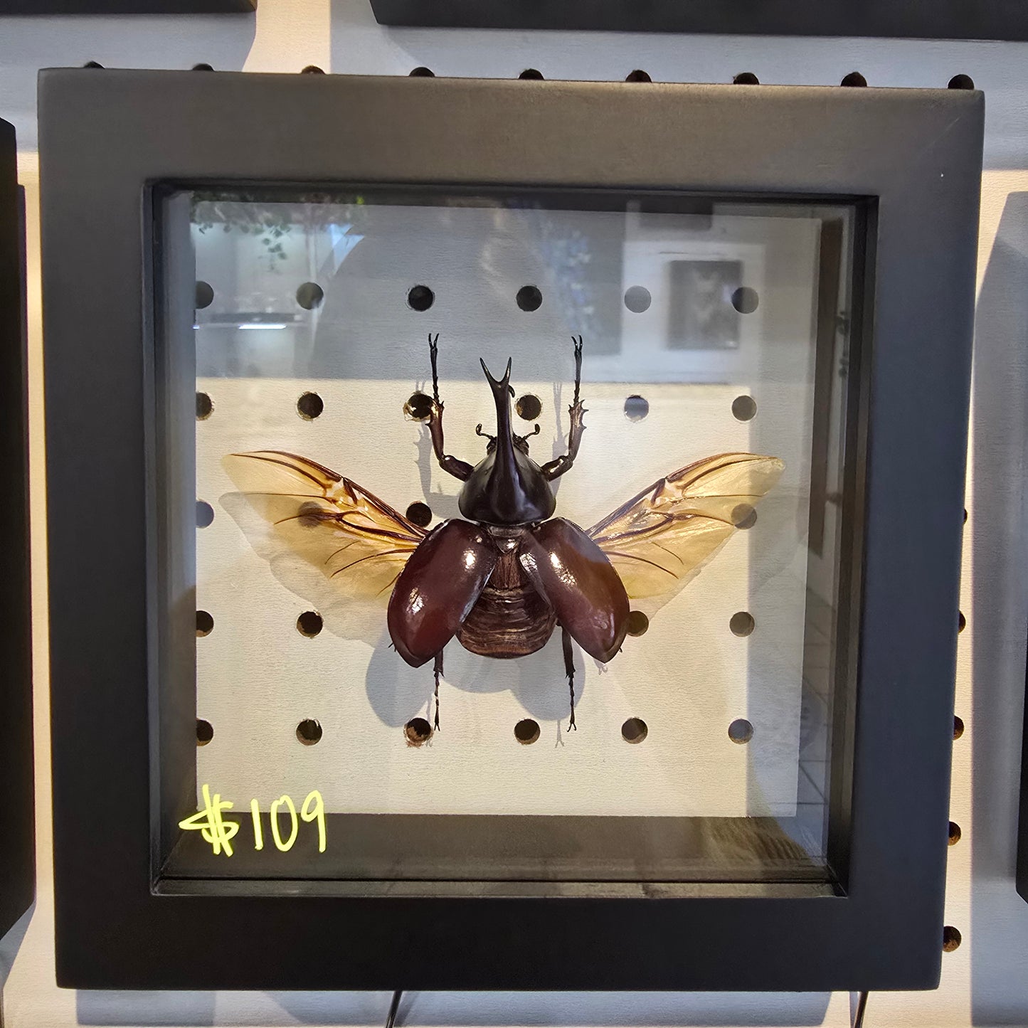 Rhinoceros Beetle Shadow Box Frame