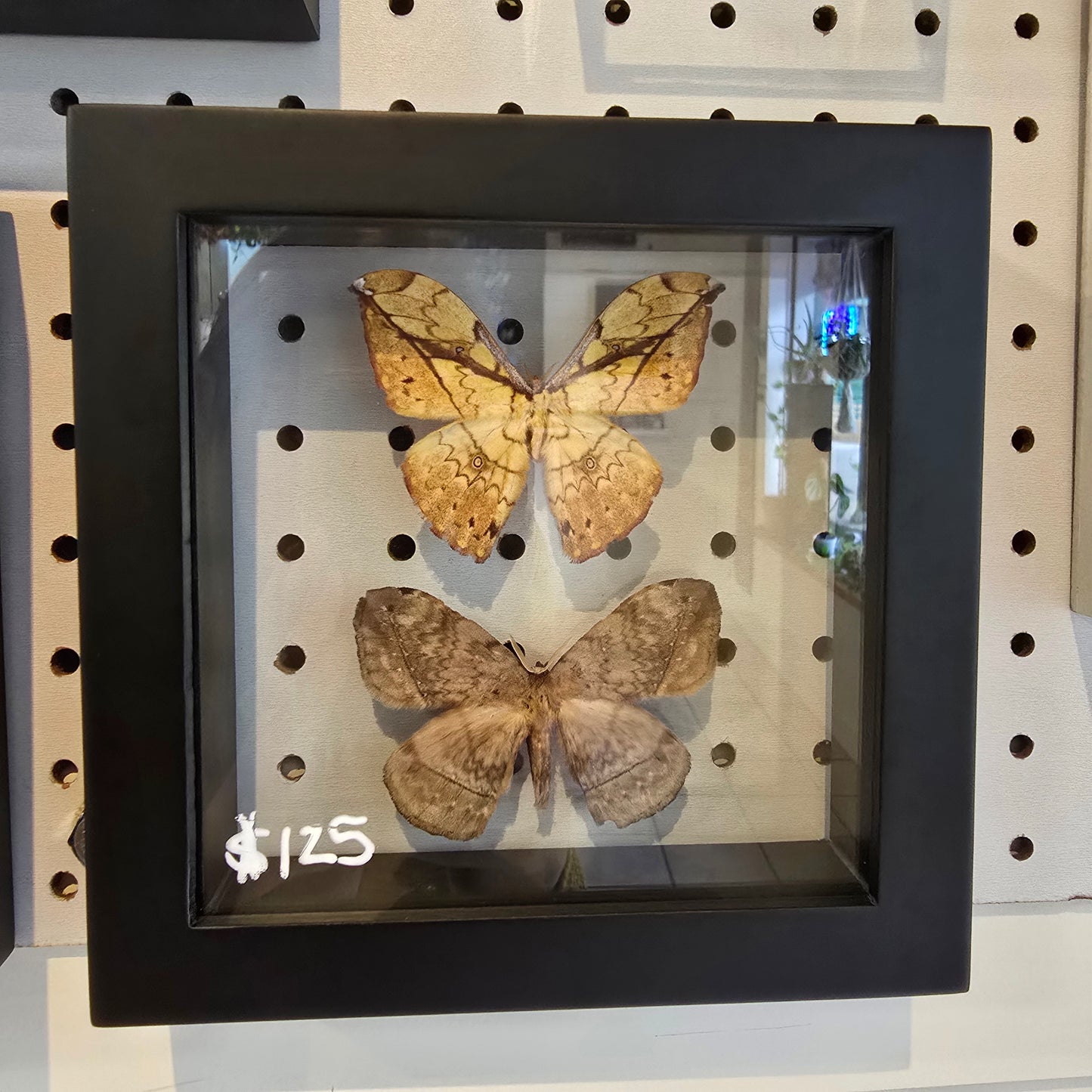 African Moths Shadow Box Frame