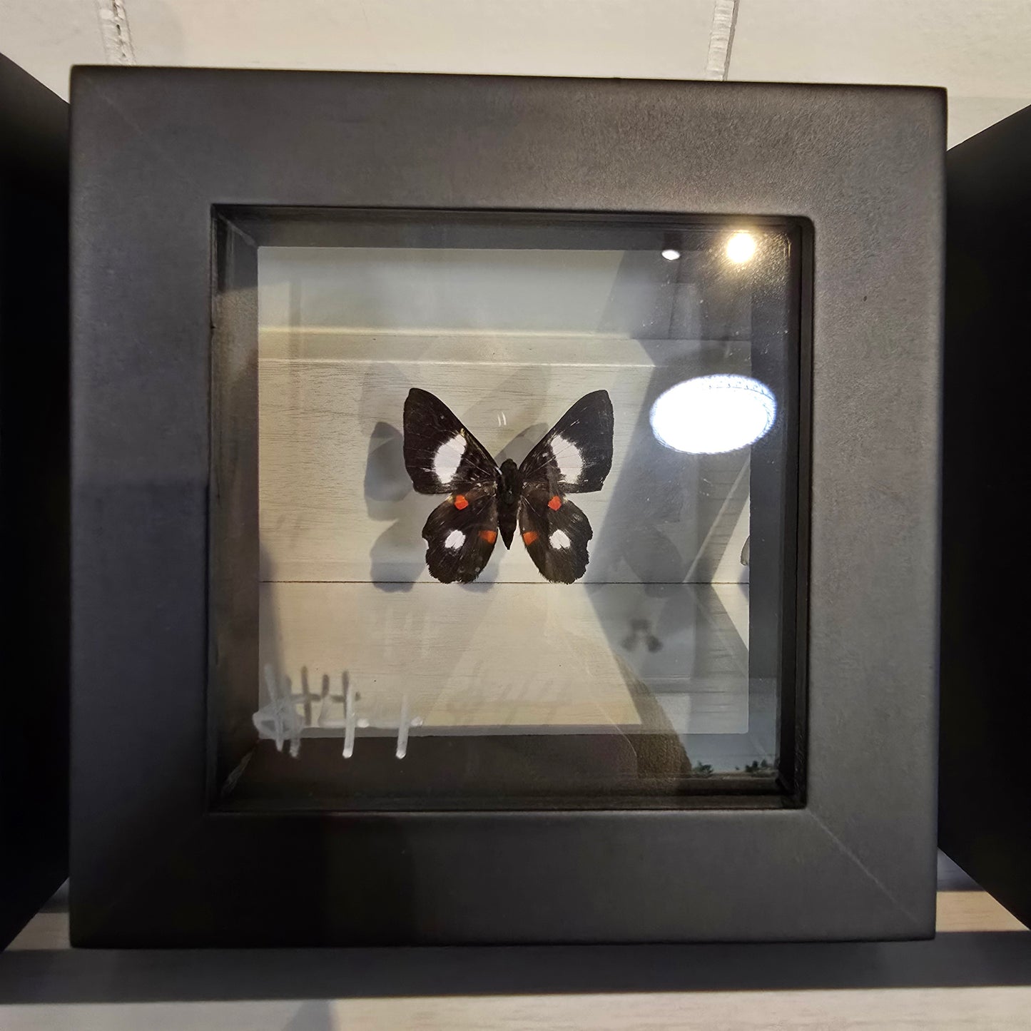 Red Spotted Metalmark Butterfly Shadow Box Frame