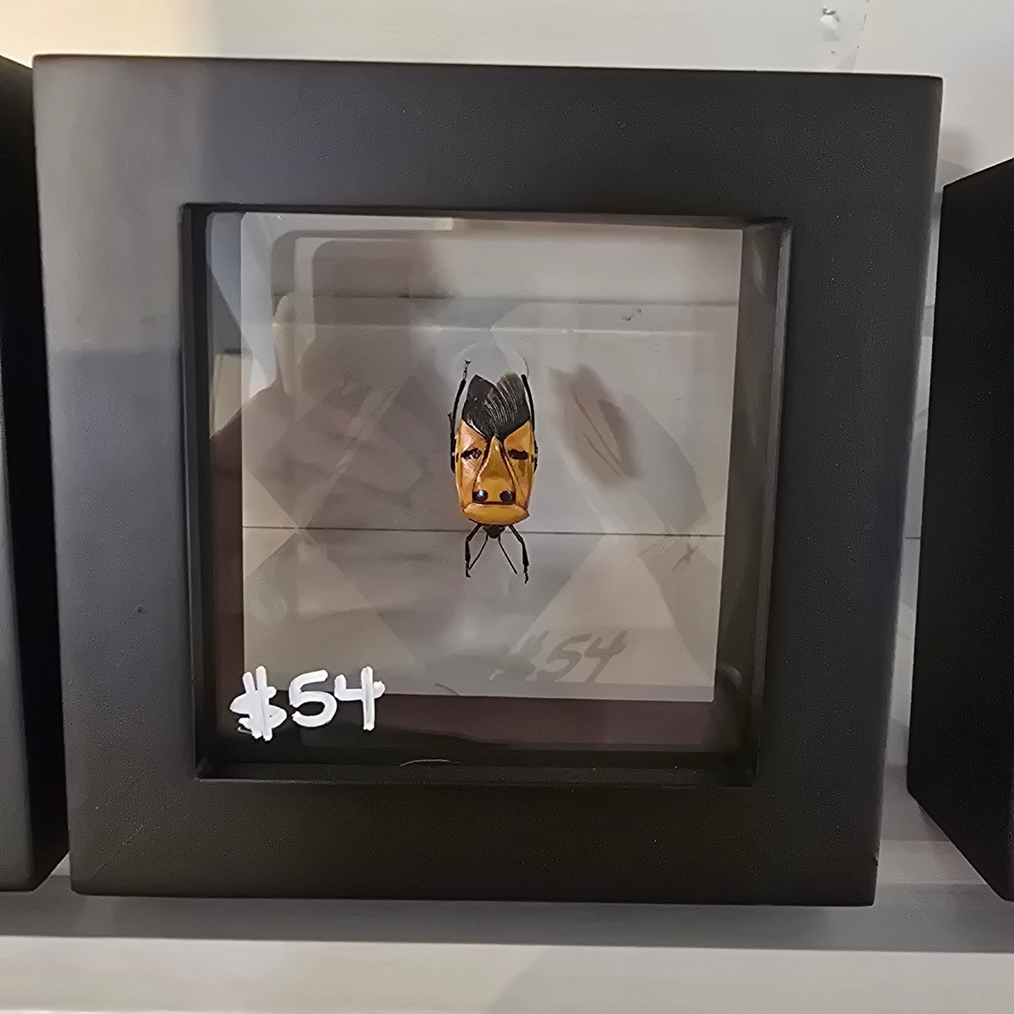 Man-Faced Stink Bug Shadow Box Frame