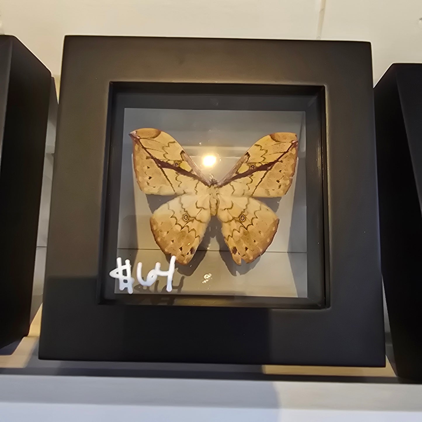 African Emperor Moth Shadow Box Frame