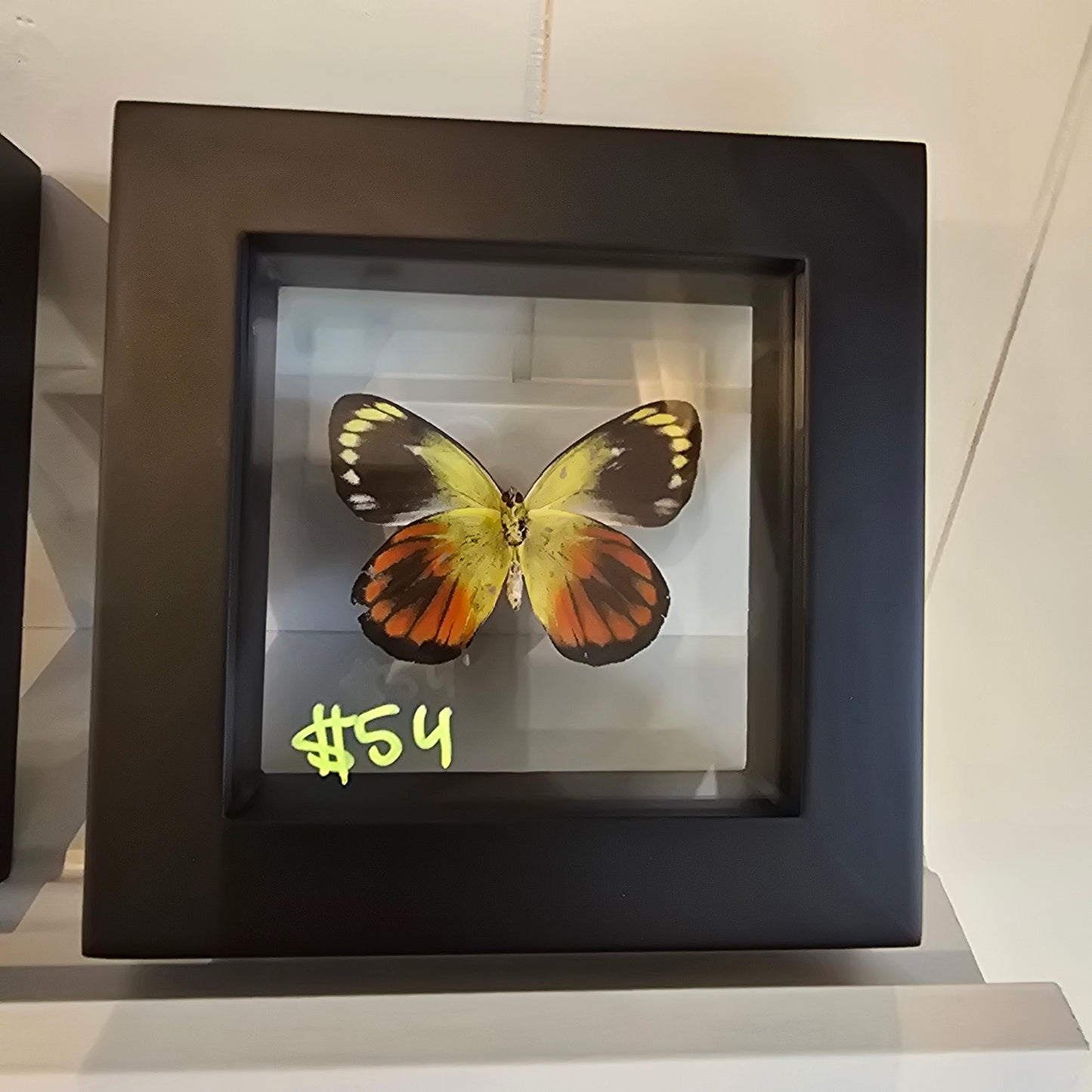 Caeneus Jezebel Butterfly Shadow Box Frame