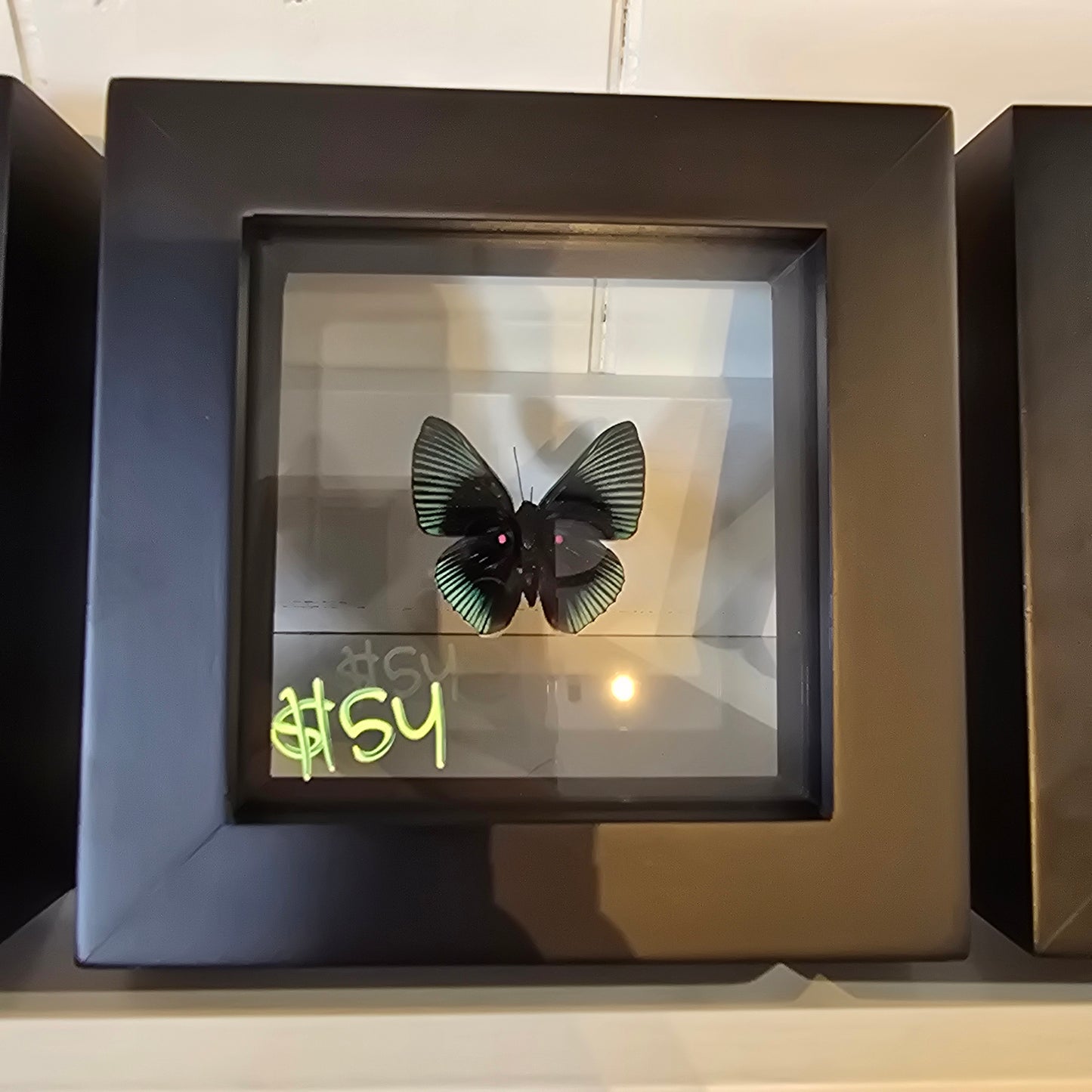 Apollo Metalmark Butterfly Shadow Box Frame