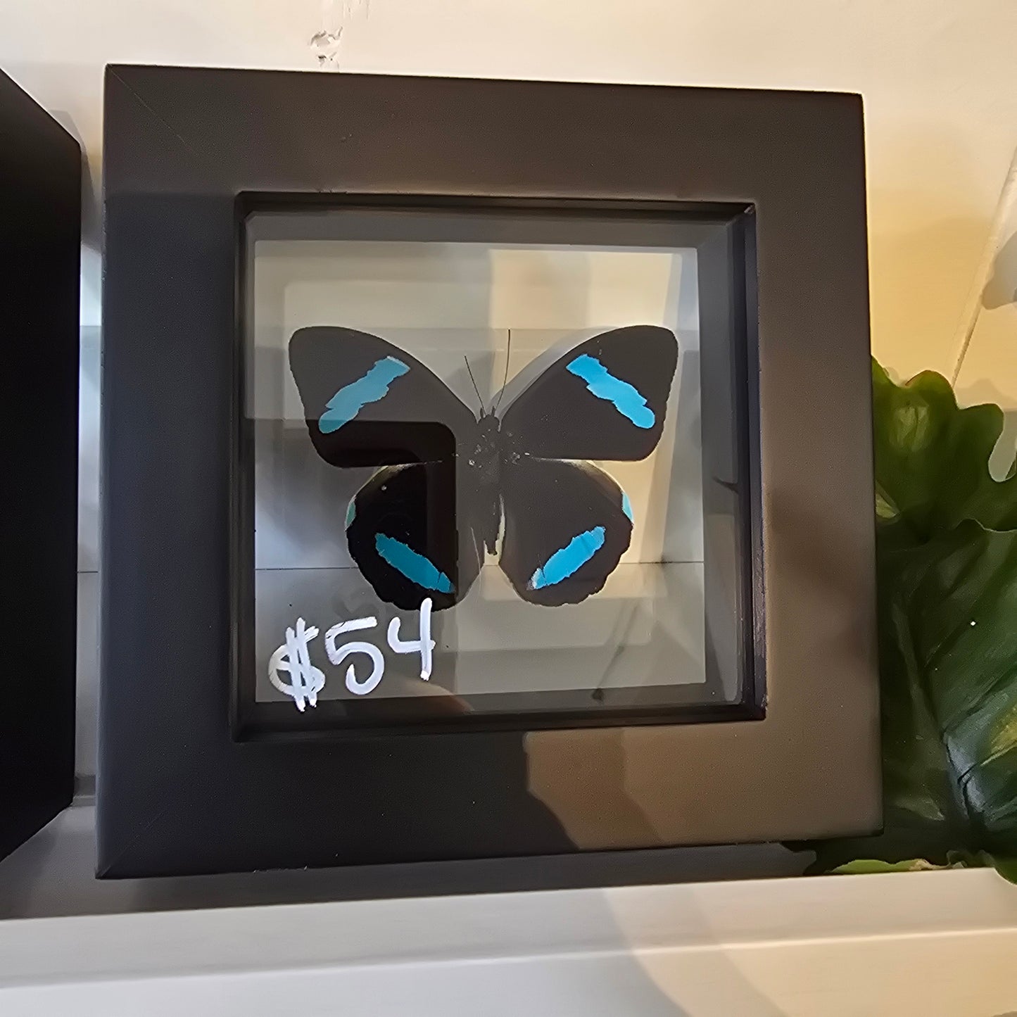 Hewitson's Olivewing Butterfly Shadow Box Frame