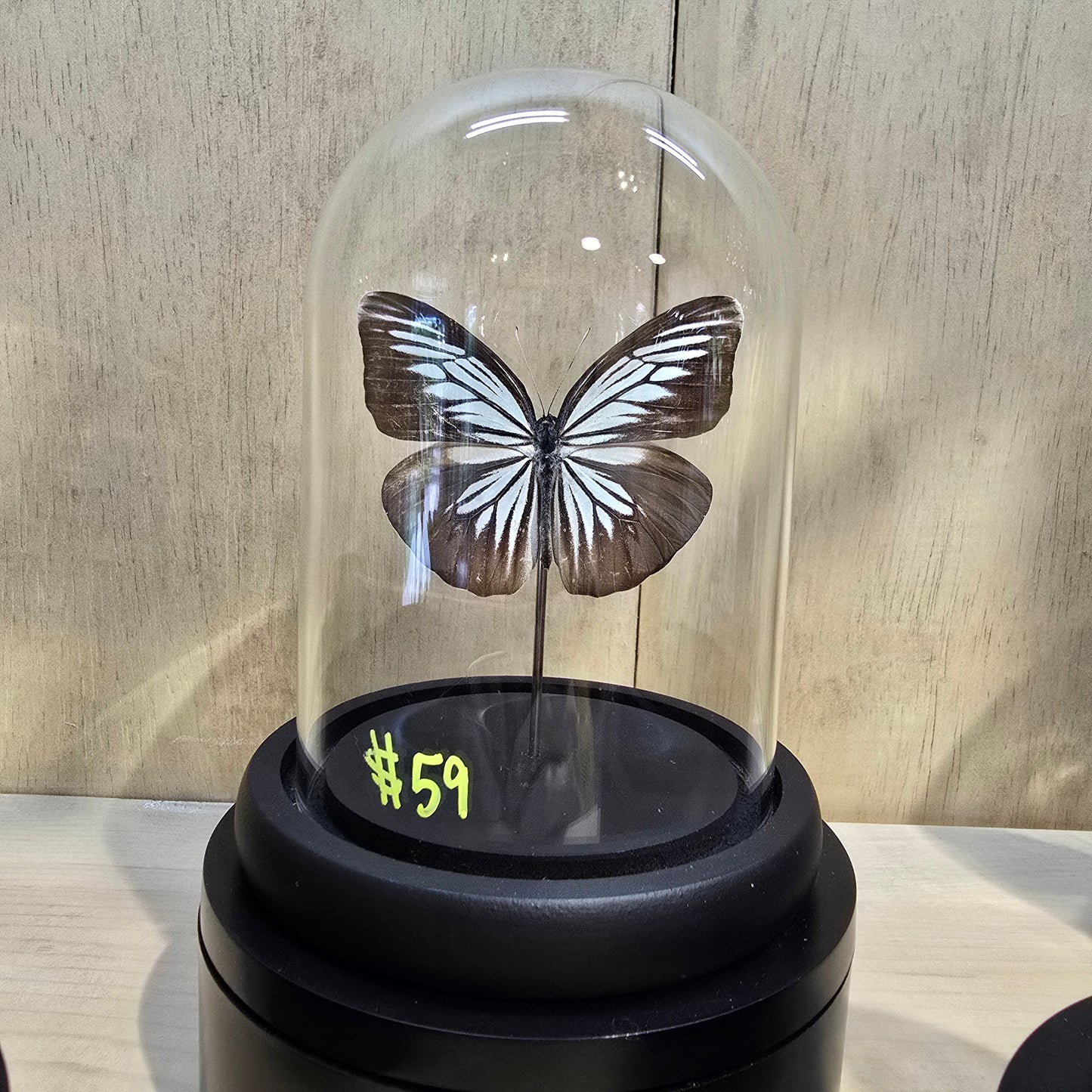 Sulawesi Wanderer Butterfly Cloche Dome