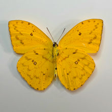 Load image into Gallery viewer, Apricot Sulfur - Unmounted/Papered Specimen