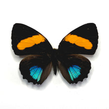 Load image into Gallery viewer, Callicore Butterfly - Unmounted/Papered Specimen