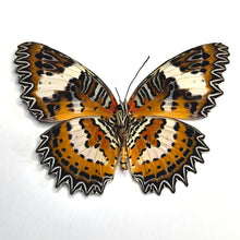 Load image into Gallery viewer, Malay lacewing - Unmounted/Papered Specimen