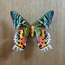 Load image into Gallery viewer, Sunset Moth - Unmounted