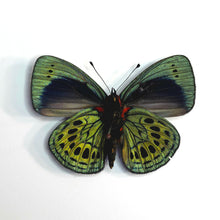 Load image into Gallery viewer, Leprieur's Glory Butterfly - Unmounted/Papered Specimen