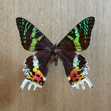 Load image into Gallery viewer, Sunset Moth - Unmounted