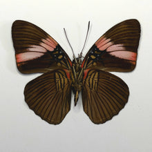 Load image into Gallery viewer, Pink-Banded Sister Butterfly - Unmounted/Papered Specimen