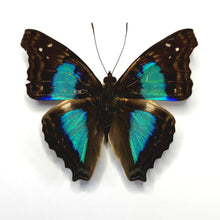 Load image into Gallery viewer, 25 - Unmounted/Papered Specimen