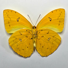 Load image into Gallery viewer, Orange-Barred Sulphur Butterfly - Unmounted/Papered Specimen