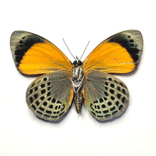 Load image into Gallery viewer, Dotted Glory - Unmounted/Papered Specimen