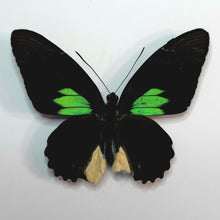 Load image into Gallery viewer, Emerald-Patched Cattle Heart Butterfly - Unmounted/Papered Specimen