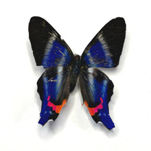 Load image into Gallery viewer, Periander Metalmark Butterfly - Unmounted/Papered Specimen