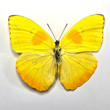 Load image into Gallery viewer, Orange-Barred Sulphur Butterfly - Unmounted/Papered Specimen