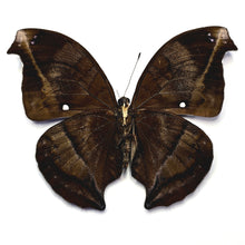 Load image into Gallery viewer, Blue Hookwing- Unmounted/Papered Specimen
